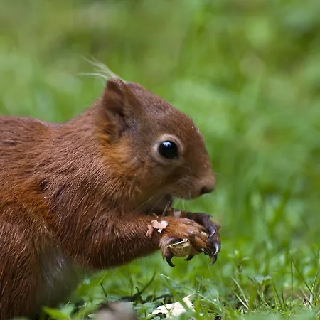 Wells فندق شاب